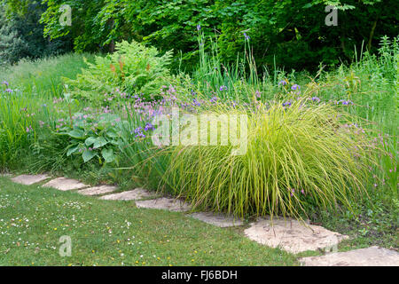 Neuseeland-Segge (Carex comans 'Aurea', Carex comans Aurea), Sorte Aurea, Vereinigtes Königreich Stockfoto