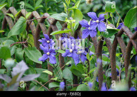 Clematis, Jungfrauen-Bower (Clematis spec.), Sorte Durandii Stockfoto