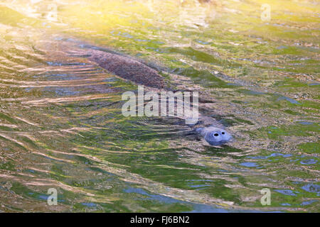 West Indian Manatee, Florida Seekuh, karibische Seekuh, Antillean Manati (Trichechus Manatus), Schwimmen, USA, Florida, Merritt Island Stockfoto