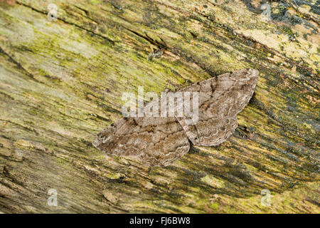 Willow Schönheit (Peribatodes Rhomboidaria, Boarmia Defloraria, Boarmia Syritaurica), sitzt gut getarnt auf Rinde, Deutschland Stockfoto