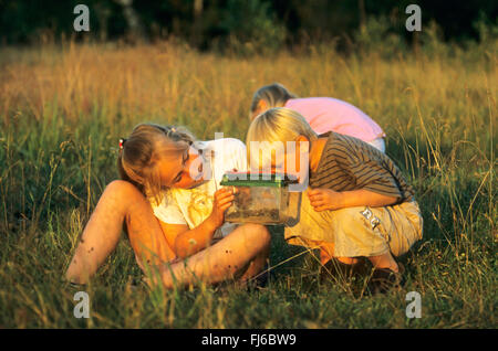 Kinder beobachten erwischt Heuschrecken, Deutschland Stockfoto