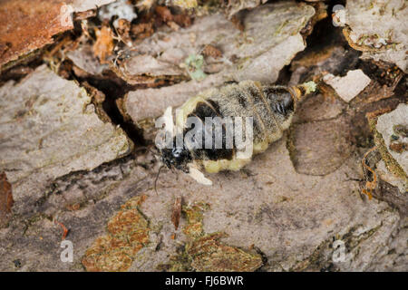 Vapourer Motte, gemeinsame Vapourer, rostigen Tussock Moth (Orgyia Antiqua, Orgyia Recens), flügellosen Weibchen, Deutschland Stockfoto