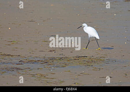 Seidenreiher (Egretta Garzetta), auf das Futter Stockfoto