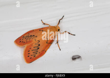 Rosig Lakai (Miltochrista Miniata, Phalaena Rosazea), Deutschland Stockfoto