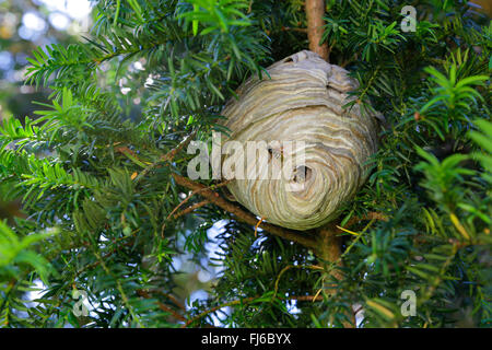 Mittlere Wespe (Dolichovespula Media), hängende Nest in eine Eibe, Niederbayern, Niederbayern, Bayern, Deutschland Stockfoto
