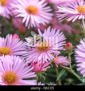 Neuengland-Aster (Aster Novae-Angliae 'Abendsonne', Aster Novae-Angliae Abendsonne), Biene auf Aster, Sorte Abendsonne, Deutschland, Sachsen Stockfoto