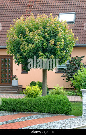 Spitz-Ahorn (Acer Platanoides 'Globosum', Acer Platanoides Globosum), Sorte Globosum in einer Straße, Deutschland, Sachsen, Dresden Stockfoto