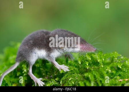 weniger weiß-toothed Spitzmaus (Crocidura Suaveolens), Jungtier auf Moos, Deutschland, Bayern Stockfoto