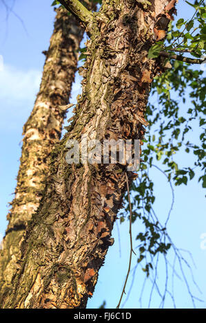 Fluss-Birke, schwarz-Birke (Betula Nigra), Stamm, Deutschland Stockfoto