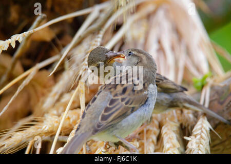 Haussperling (Passer Domesticus), weibliche Fütterung Jungvogel aus dem Nest, Deutschland, Bayern Stockfoto