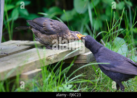 Amsel (Turdus Merula), männliche Fütterung Jungvogel aus dem Nest, Deutschland, Bayern Stockfoto