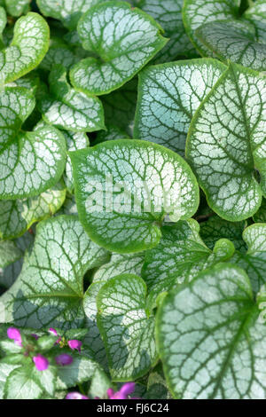 Telekie Brunnera sibirischen Bugloss (Brunnera Macrophylla 'Jack Frost', Brunnera Macrophylla Jack Frost), verlässt die Sorte Jack Frost, Deutschland Stockfoto