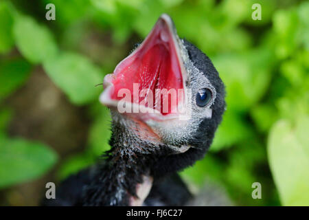 Schwarz-billed Elster (Pica Pica), Jungvogel, betteln, Porträt, Deutschland, Bayern Stockfoto