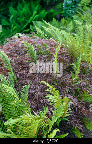 Japanischer Ahorn (Acer Palmatum 'Granat', Acer Palmatum Garnet), Sorte Garnet, Vereinigtes Königreich, England Stockfoto