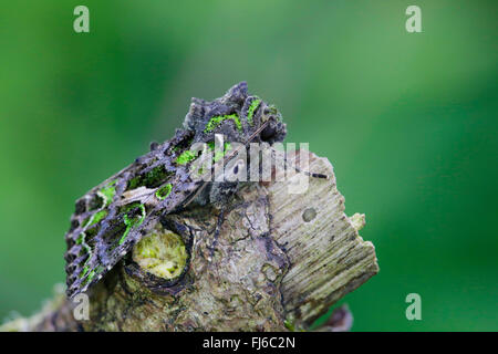 Basallappen Moth (Trachea Atriplicis), ruht auf einem Zweig, Deutschland, Bayern Stockfoto