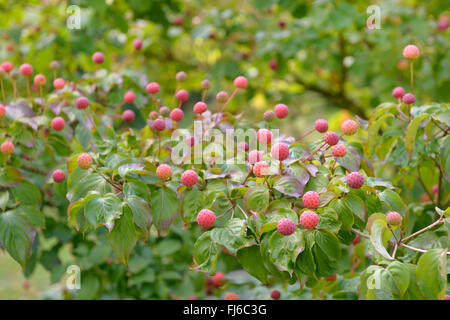 Kousa Hartriegel, japanische Dogwwod (Cornus Kousa 'Satomi', Cornus Kousa Satomi), mit Früchten, Sorte Satomi, Germany, North Rhine-Westphalia Stockfoto