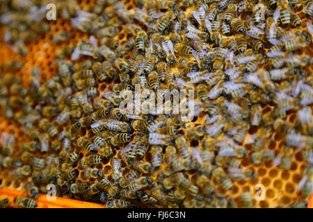 Honigbiene, Bienenkorb Biene (Apis Mellifera Mellifera), Bienen auf den Waben, Niederbayern, Niederbayern, Bayern, Deutschland Stockfoto