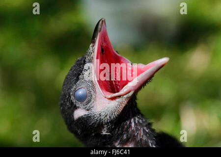 Schwarz-billed Elster (Pica Pica), Jungvogel betteln um Futter, Porträt, Deutschland, Bayern Stockfoto