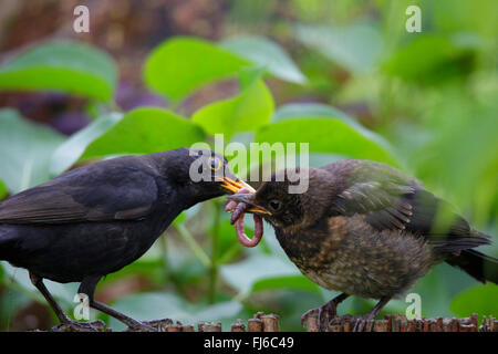 Amsel (Turdus Merula), Wurm männlich, vorbei an einer Erde auf Jungvogel, Deutschland, Bayern Stockfoto