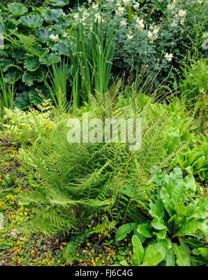 Lady Farn, gemeinsame Dame-Farn (entstanden Filix-Femina), in einem Garten, Niederlande Stockfoto