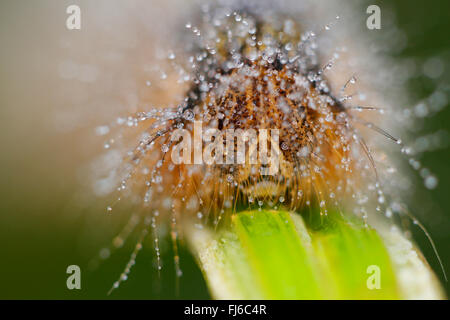 Der Trinker (Philudoria Potatoria, Euthrix Potatoria), Erwachsene Raupe im Morgentau, Porträt, Deutschland, Bayern Stockfoto