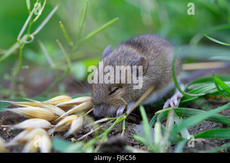 gemeinsamen Wühlmaus (Microtus Arvalis), junges Tier Essen Hafer Samen, Deutschland, Bayern Stockfoto