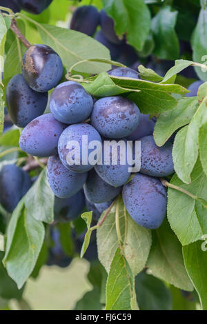 Pflaume (Prunus Domestica 'Chrudimer", Prunus Domestica Chrudimer), Pflaumen auf einem Ast, Sorte Chrudimer, Deutschland Stockfoto