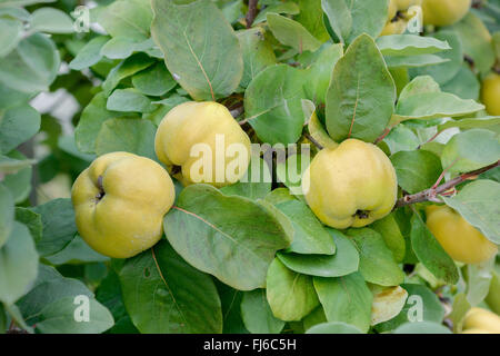 Gemeinsamen Quitte (Cydonia Oblonga 'Konstantinopeler', Cydonia Oblonga Konstantinopeler), Frucht auf einem Baum, Sorte Konstantinopeler, Deutschland Stockfoto