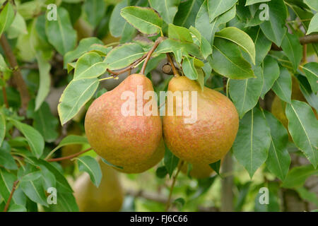 Gemeinsamen Birne (Pyrus Communis Durondeau de Tongre, Pyrus Communis Durondeau de Tongre), Birnen auf einem Baum, Sorte Durondeau de Tongre, Deutschland Stockfoto