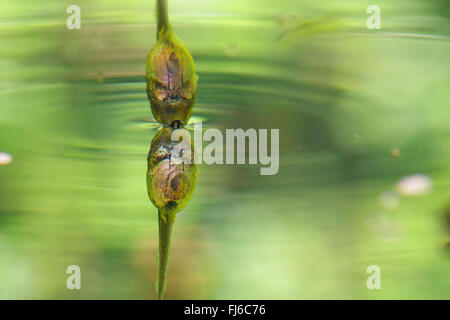 Europäische Treefrog, gemeinsame Treefrog, zentralen europäischen Treefrog (Hyla Arborea), Kaulquappe an Wasseroberfläche, Niederbayern, Niederbayern, Bayern, Deutschland Stockfoto