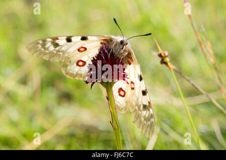 Phoebus Apollo, kleine Apollo (Parnassius Phoebus), Weibchen auf Vanille Orchidee, Österreich, Tirol, Kuehtai Stockfoto