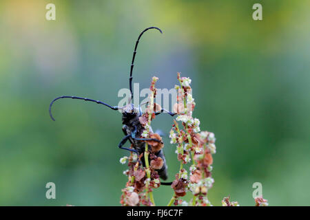 Moschus-Käfer (Aromia Moschata), männliche sitzt auf einem Fruchtstand eines Docks, Niederbayern, Niederbayern, Bayern, Deutschland Stockfoto