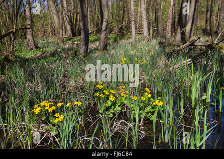 Marsh Marigold (Caltha Palustris), Sumpf Wald mit Erle, Ringelblume eine Iris, Deutschland Stockfoto