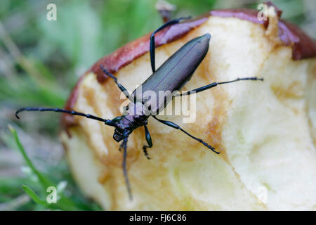 Moschus-Käfer (Aromia Moschata), männliche Fedding auf einen Geldsegen Apfel, Niederbayern, Niederbayern, Bayern, Deutschland Stockfoto