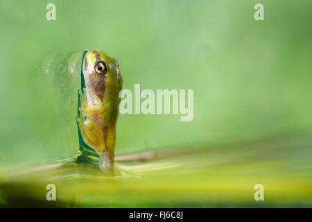 Europäische Treefrog, gemeinsame Treefrog, zentralen europäischen Treefrog (Hyla Arborea), Erwachsene Larve verlässt Wasser, auf einer Glasplatte, Niederbayern, Niederbayern, Bayern, Deutschland Stockfoto