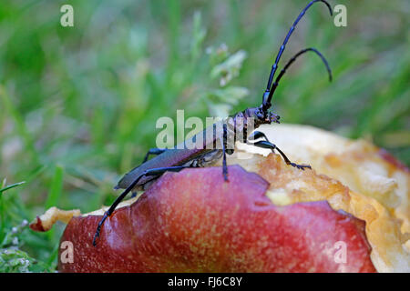 Moschus-Käfer (Aromia Moschata), männliche Fedding auf einen Geldsegen Apfel, Niederbayern, Niederbayern, Bayern, Deutschland Stockfoto