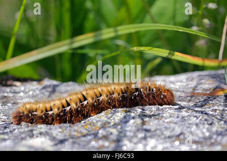 Eiche Eggar (Lasiocampa Quercus), Erwachsene Raupe, Sonnenbaden, Österreich, Tirol Stockfoto