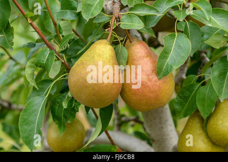 Gemeinsamen Birne (Pyrus Communis Durondeau de Tongre, Pyrus Communis Durondeau de Tongre), Birnen auf einem Baum, Sorte Durondeau de Tongre, Deutschland Stockfoto