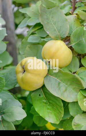 Gemeinsamen Quitte (Cydonia Oblonga 'Konstantinopeler', Cydonia Oblonga Konstantinopeler), Frucht auf einem Baum, Sorte Konstantinopeler, Deutschland Stockfoto