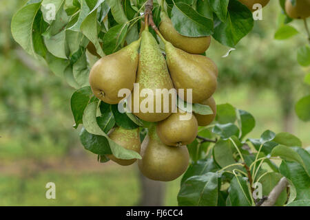 Gemeinsamen Birne (Pyrus Communis 'Conference', Pyrus Communis Konferenz), Birnen auf einem Baum, Sorte Conference, Germany Stockfoto