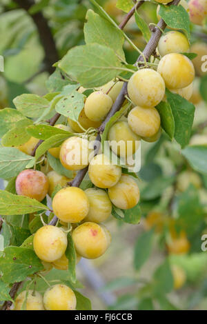 Pflaumenmus (Prunus Domestica 'Haferpflaume', Prunus Domestica Haferpflaume Prunus Domestica SSP. Insititia, Prunus Insititia), Früchte Onb ein Baum, Sorte Haferpflaume, Deutschland, Brandenburg Stockfoto