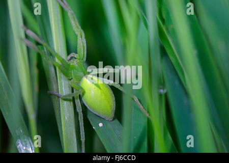 grüne Spinne (Micrommata Rosea), weibliche ruhen im Schilf, Deutschland, Bayern Stockfoto