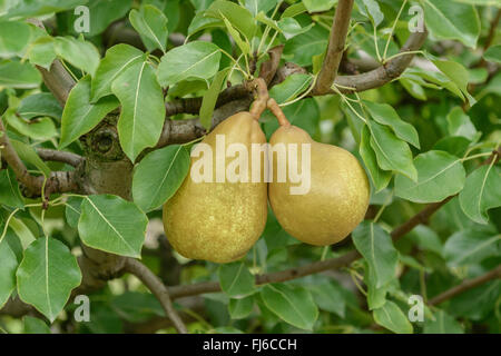 Gemeinsamen Birne (Pyrus Communis 'Champirac', Pyrus Communis Champirac), Birnen auf einem Baum, Sorte Champirac, Deutschland Stockfoto