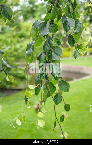 Trauerbuche (Fagus sylvatica 'pendula', Fagus sylvatica pendula), Cultivar pendula, Polen Stockfoto