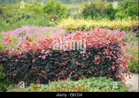 Blutbuche (Fagus Sylvatica var. Purpurea, Fagus Sylvatica 'Atropunicea', Fagus Sylvatica Atropunicea), Absicherung der Sorte Atropunicea, Niederlande Stockfoto