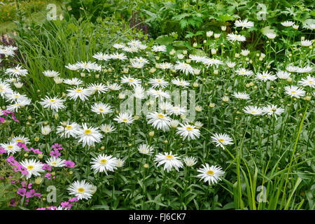 Shasta Daisy, Ochsen-Auge Daisy (Leucanthemum Superbum 'Christine Hagemann', Leucanthemum Superbum Christine Hagemann), Blüte, Christine Hagemann, Deutschland, Hamburg Stockfoto