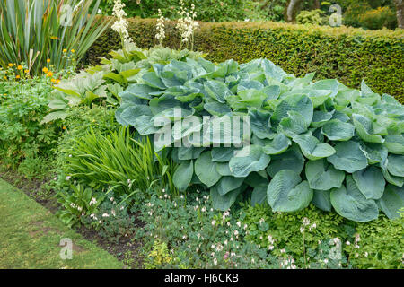 Wegerich-Lily (Hosta sieboldiana-'Elegans', Hosta sieboldiana-Elegans), Sorte Elegans, Deutschland Stockfoto