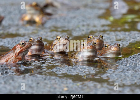 Grasfrosch, Grasfrosch (Rana Temporaria), sitzen im Wasser mit Eiern, Österreich, Burgenland, Neusiedler See-Nationalpark Stockfoto