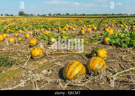 Knochenmark, Feld-Kürbis (Cucurbita Pepo), Kürbis Feld im Weinviertel, Österreich, Weinviertel Stockfoto