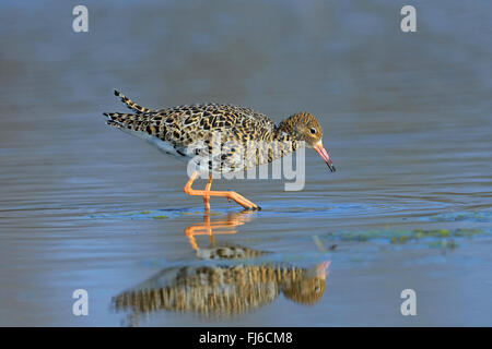 Kampfläufer (Philomachus Pugnax), auf den Feed, Österreich, Burgenland, Neusiedler See-Nationalpark Stockfoto